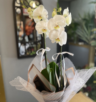 Antalya Çiçekçi Çift Dallı Beyaz Orkide