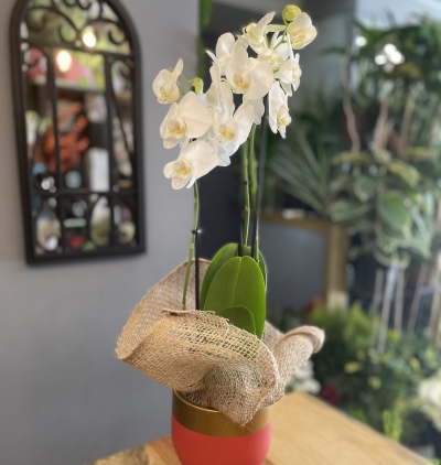 Antalya Çiçekçi 3 Dallı Dekoratif Saksıda Beyaz Orkide